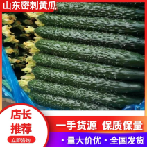 【店长推荐】山东精品密刺黄瓜，产地直发，对接各级批发商