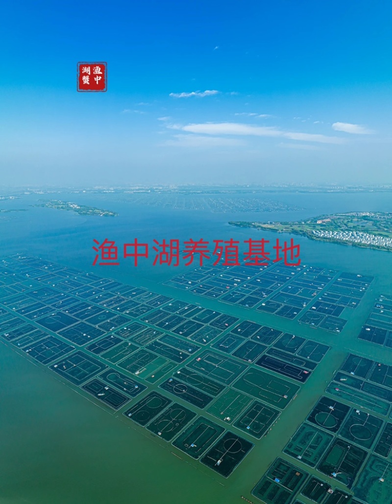 中秋福利阳澄湖大闸蟹招合作商企业采购，批发，代发一手货源