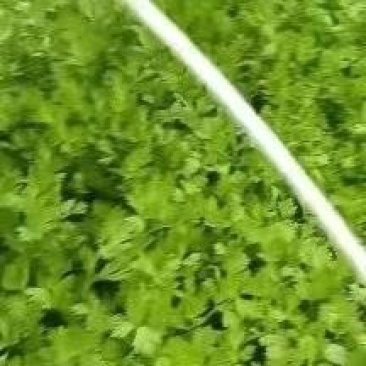芹菜苗基地直发货源充足可以视频看货质量保证