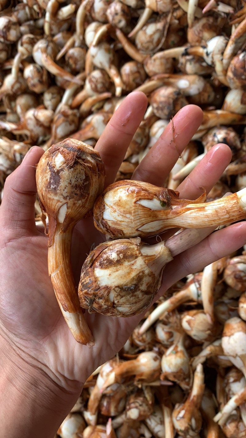 大茨菇中茨菇小茨菇大量上市货源充足产地直销欢迎来电