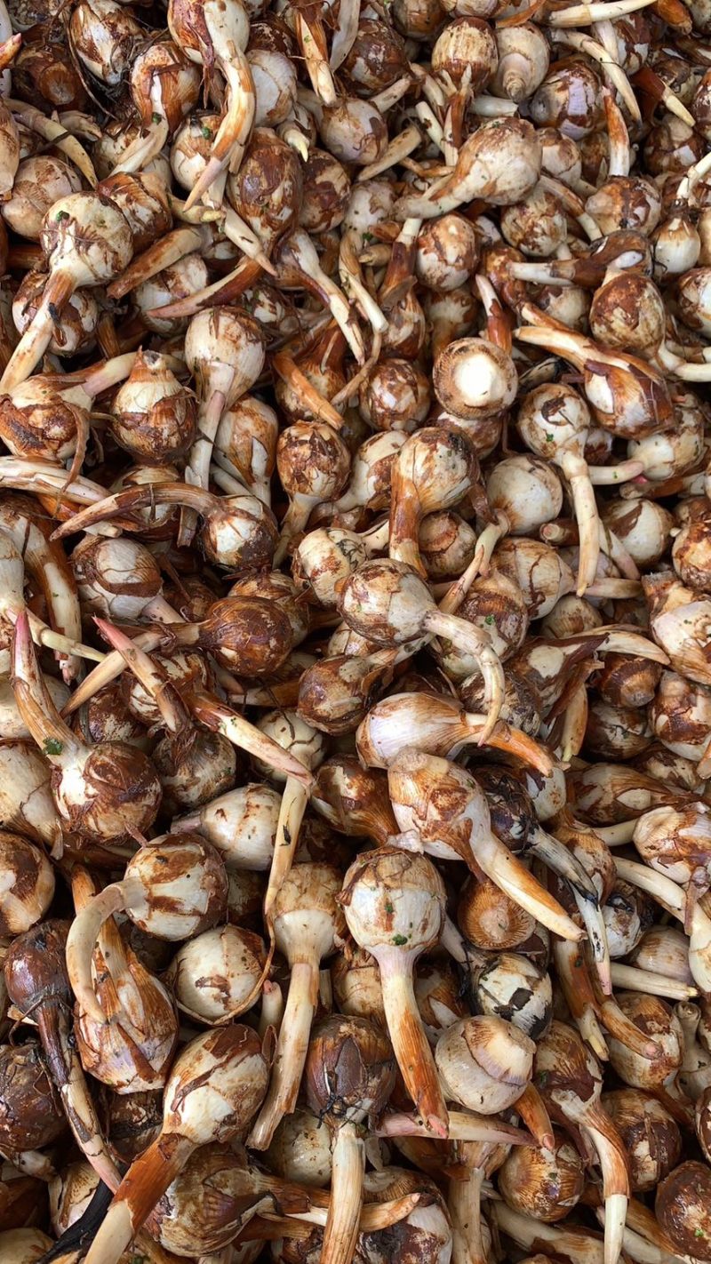 大茨菇中茨菇小茨菇大量上市货源充足产地直销欢迎来电
