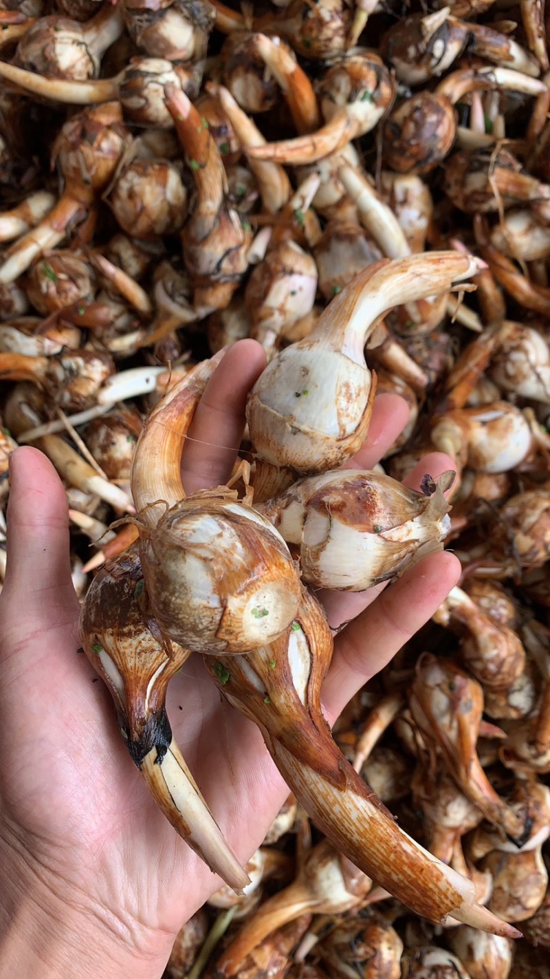 大茨菇中茨菇小茨菇大量上市货源充足产地直销欢迎来电