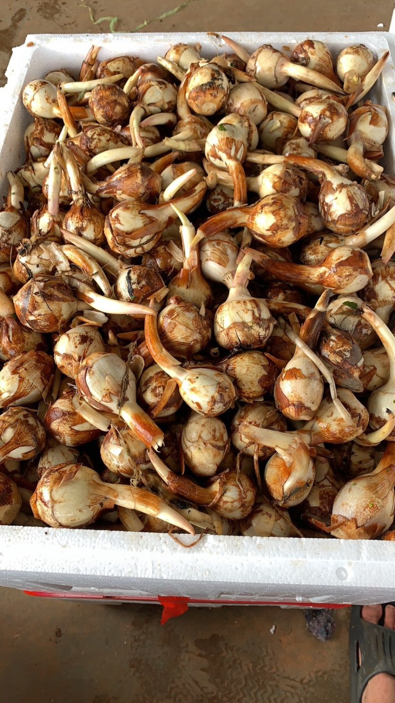 大茨菇中茨菇小茨菇大量上市货源充足产地直销欢迎来电