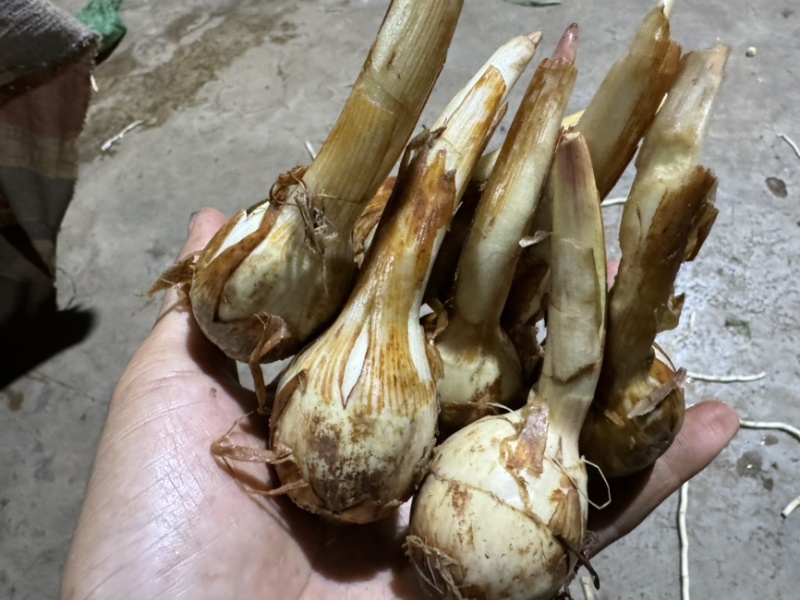 大茨菇中茨菇小茨菇大量上市货源充足产地直销欢迎来电