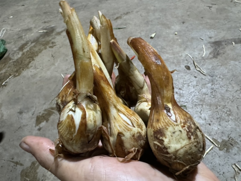 大茨菇中茨菇小茨菇大量上市货源充足产地直销欢迎来电