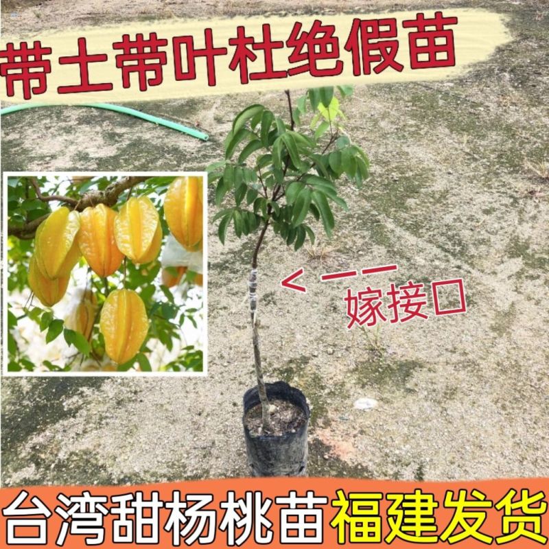 杨桃果树苗台湾正宗四季甜脆无渣当年结果地栽盆栽南方种植杨桃苗