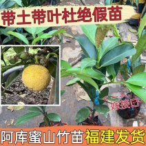 阿库蜜山竹嫁接苗黄金山竹四季丰产品种结果枝条嫁接苗阳台植物