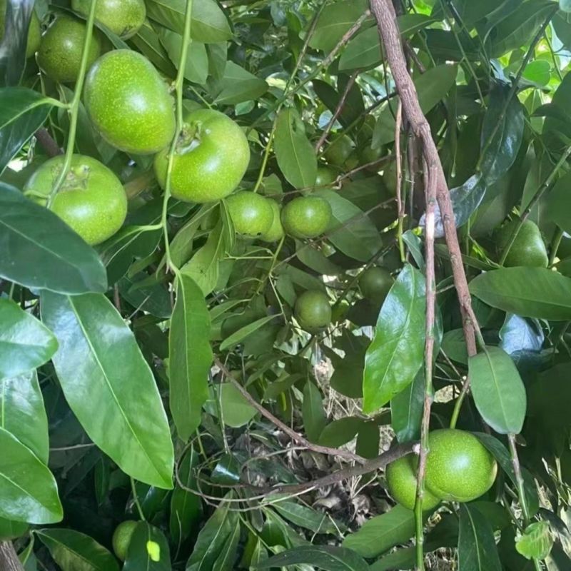 黑柿巧克力布丁台湾进口嫁接盆栽庭院阳台种植绿植四季开花原盆