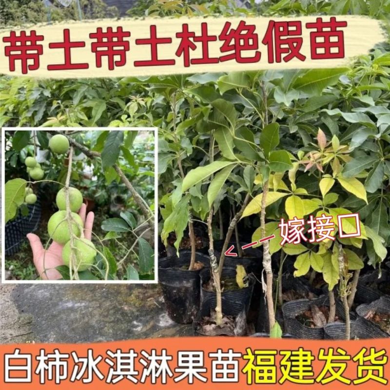 新品种冰淇淋白柿果树苗状元红白柿树苗高产嫁接白柿果苗带土带叶