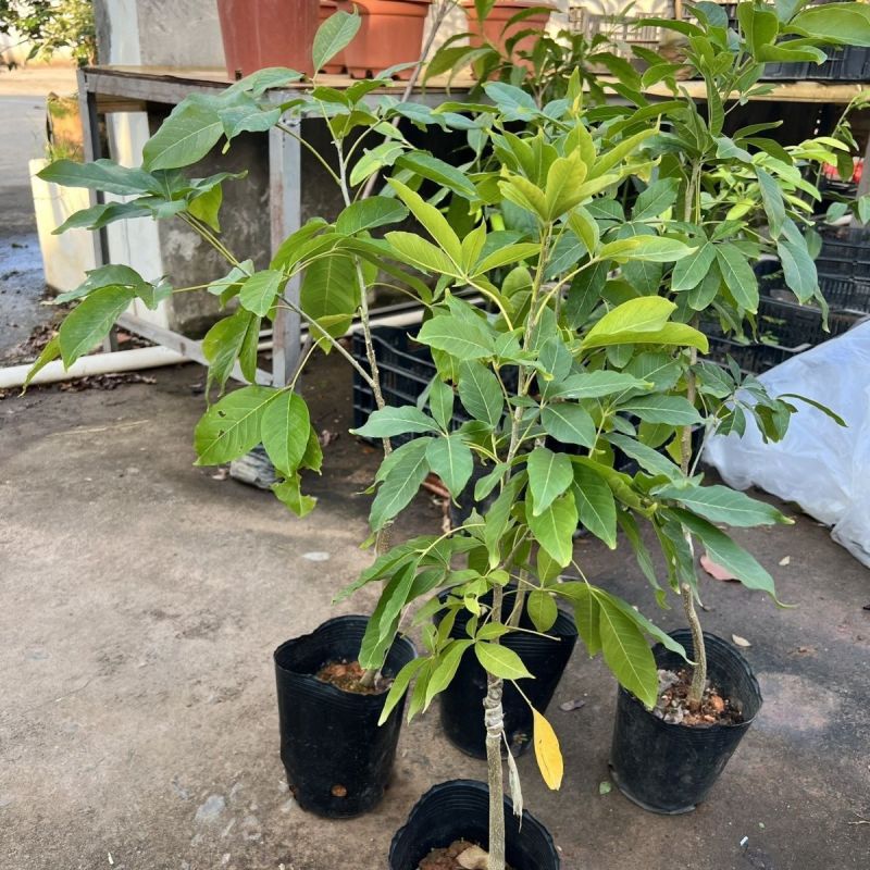新品种冰淇淋白柿果树苗状元红白柿树苗高产嫁接白柿果苗带土带叶
