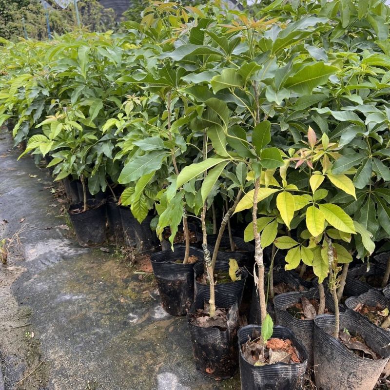 新品种冰淇淋白柿果树苗状元红白柿树苗高产嫁接白柿果苗带土带叶