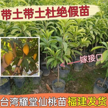 耀堂仙桃大果嫁接苗湿包软糯香甜南北种植盆栽果苗阳台楼顶四季果