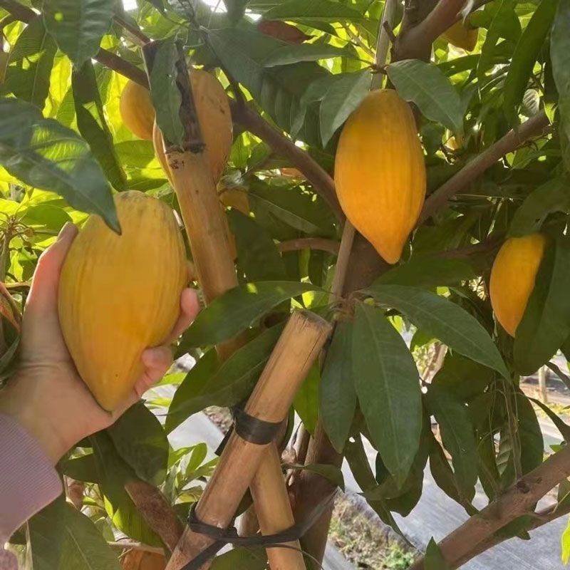 耀堂仙桃大果嫁接苗湿包软糯香甜南北种植盆栽果苗阳台楼顶四季果