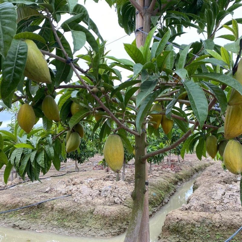 耀堂仙桃大果嫁接苗湿包软糯香甜南北种植盆栽果苗阳台楼顶四季果