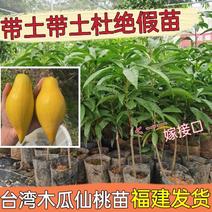 台湾木瓜仙桃蛋黄果改良新品嫁接果苗长型粉糯香甜可口盆栽果苗