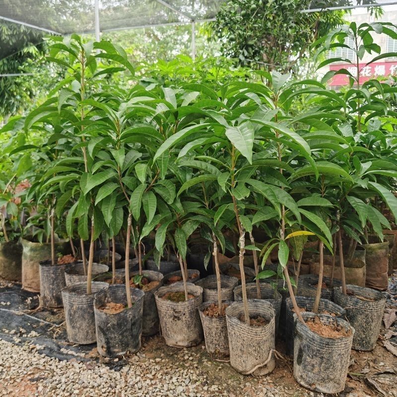 台湾木瓜仙桃蛋黄果改良新品嫁接果苗长型粉糯香甜可口盆栽果苗