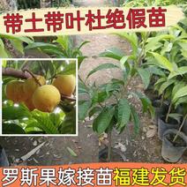 罗斯果台湾进口嫁接盆栽绿植四季长青庭院阳台种植南北种植包邮