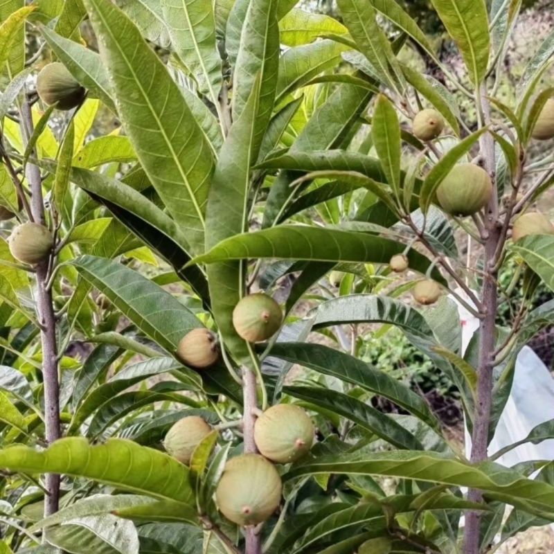 罗斯果台湾进口嫁接盆栽绿植四季长青庭院阳台种植南北种植包邮