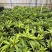 罗斯果台湾进口嫁接盆栽绿植四季长青庭院阳台种植南北种植包邮