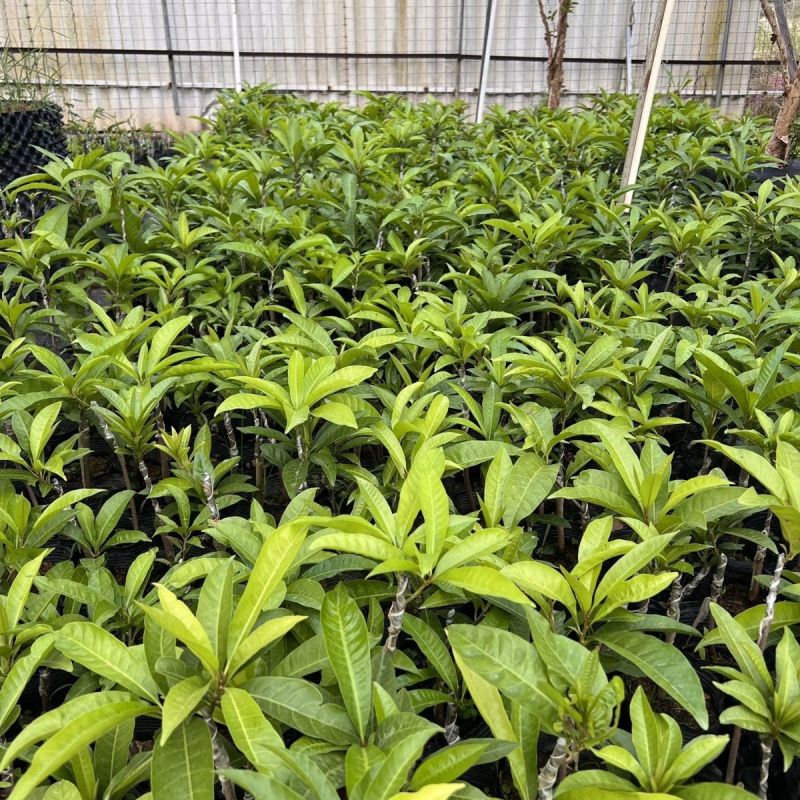 罗斯果台湾进口嫁接盆栽绿植四季长青庭院阳台种植南北种植包邮
