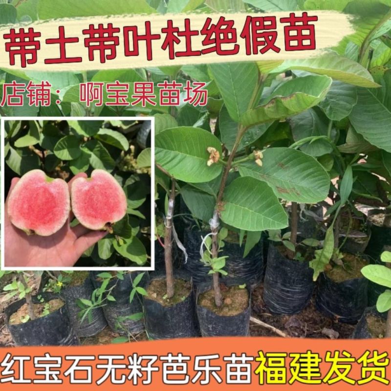 四季无籽红肉红宝石番石榴树苗白肉红心西瓜芭乐嫁接果苗当年结果