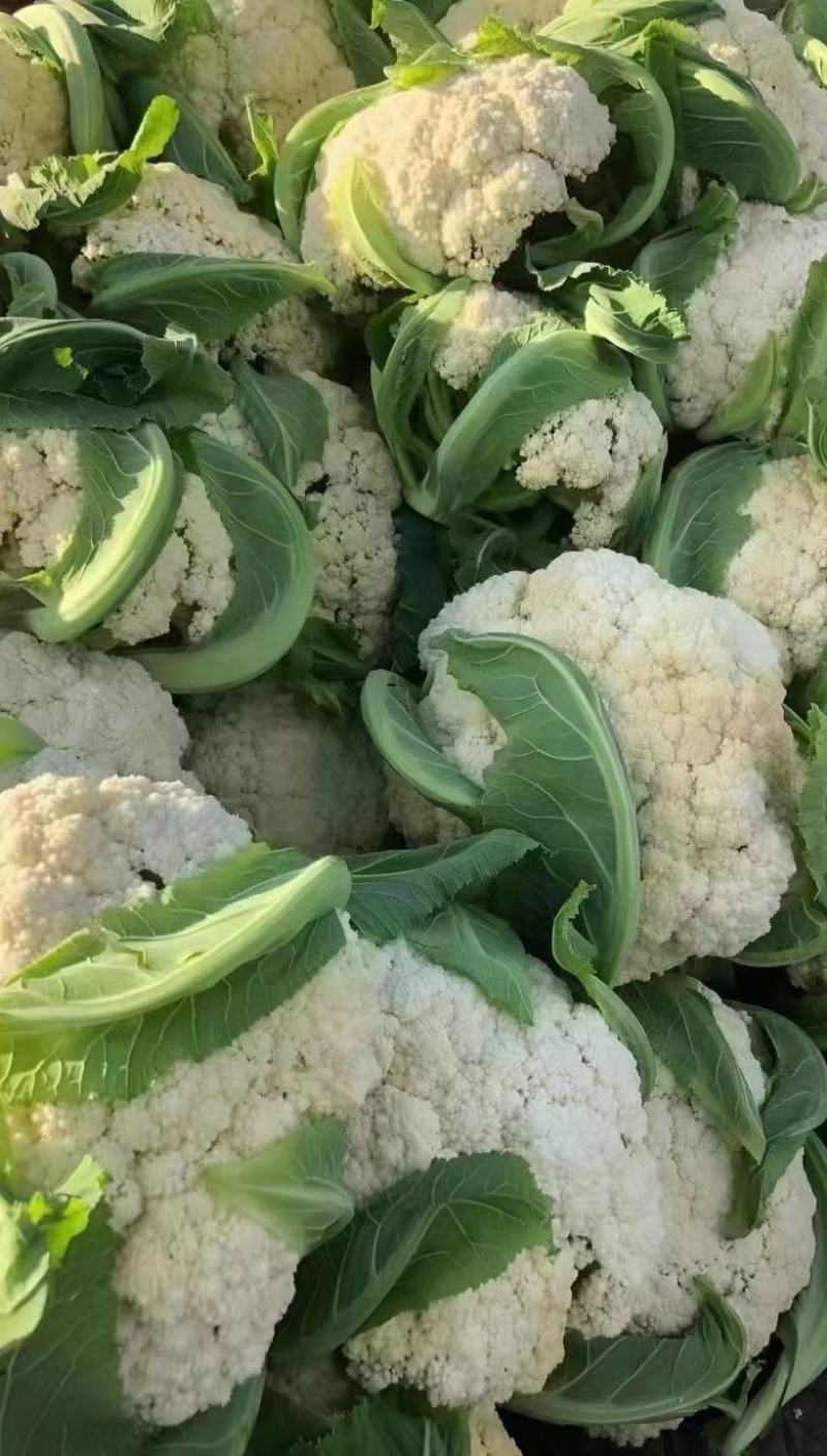 花菜种子台松108台湾资源