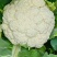 花菜种子台松108台湾资源