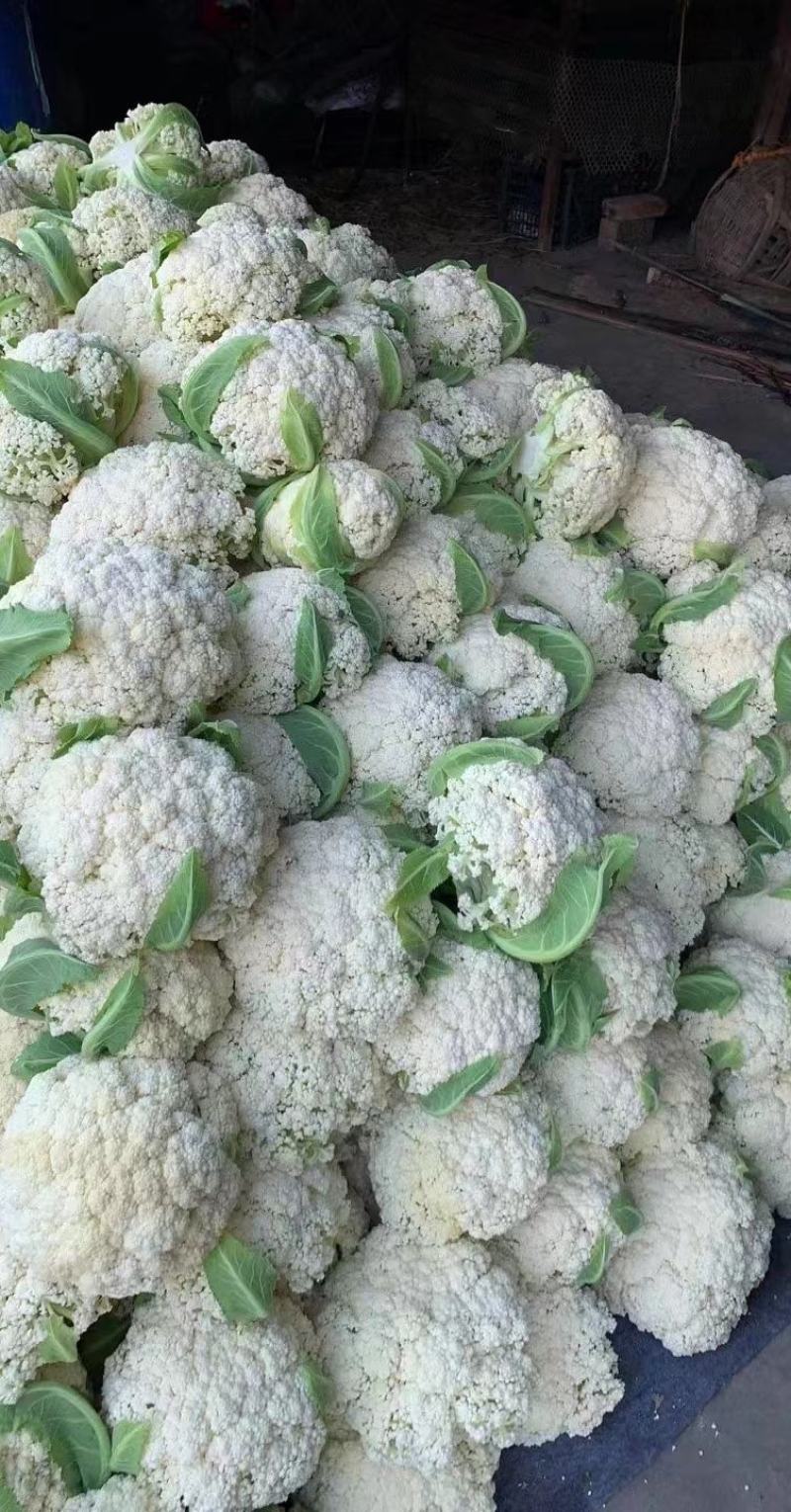 花菜种子台松108台湾资源