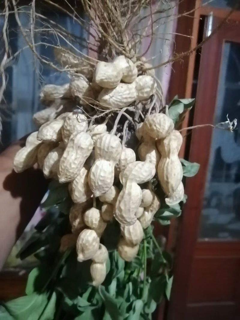 鲜花生，质量过硬，成熟度高，价格合适，大量上市，欢迎选购