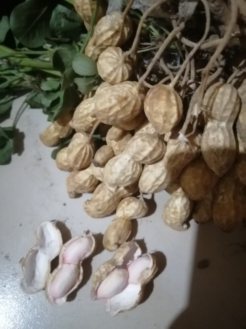 鲜花生，质量过硬，成熟度高，价格合适，大量上市，欢迎选购