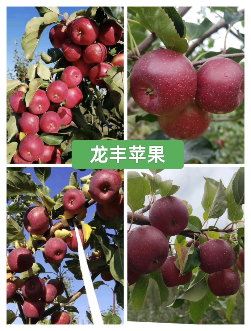 辽宁铁岭市西丰县龙丰苹果主产区，口感甜脆，颜色全红