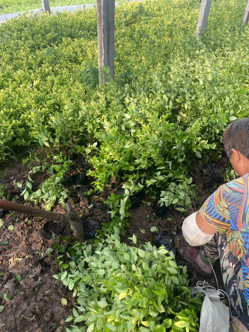 金森女贞杯苗苗木种苗杯苗发货成活率高基地直发一手货源