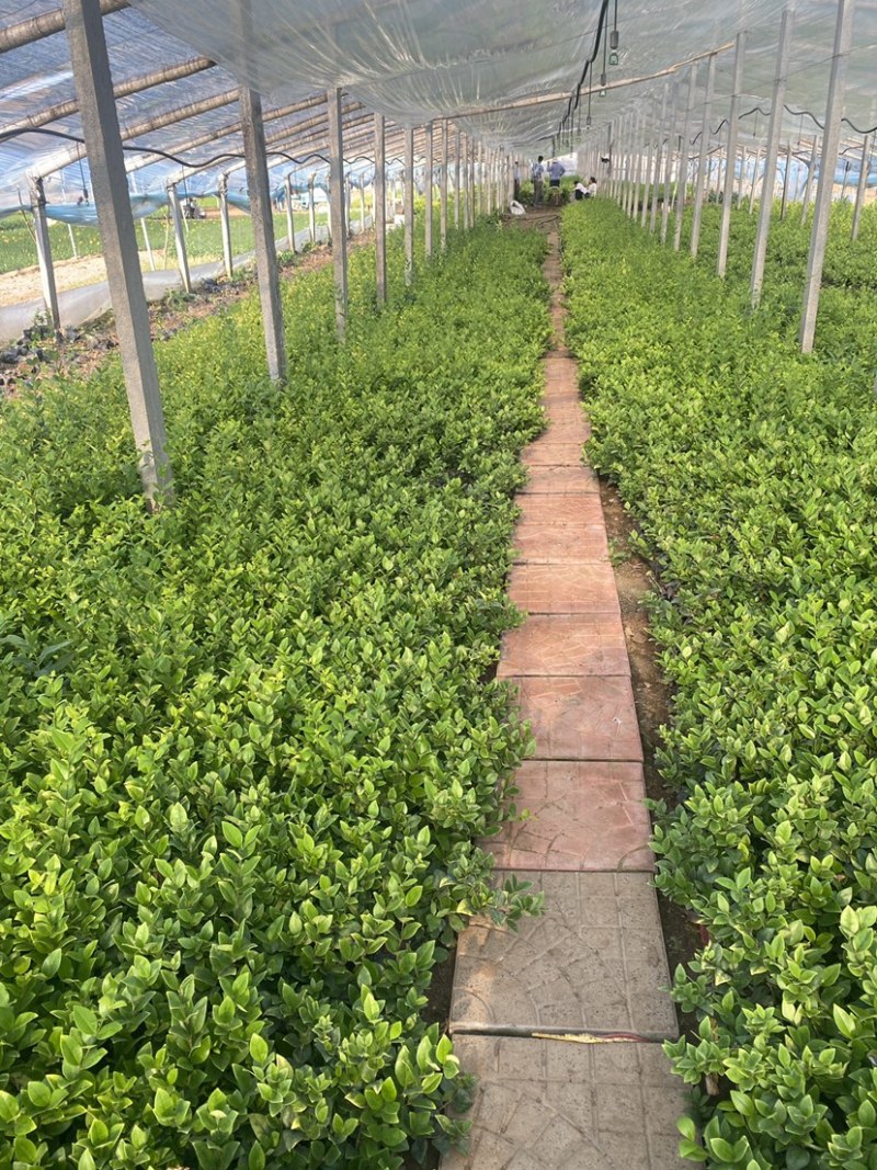 金森女贞杯苗苗木种苗杯苗发货成活率高基地直发一手货源