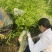 金森女贞杯苗苗木种苗杯苗发货成活率高基地直发一手货源