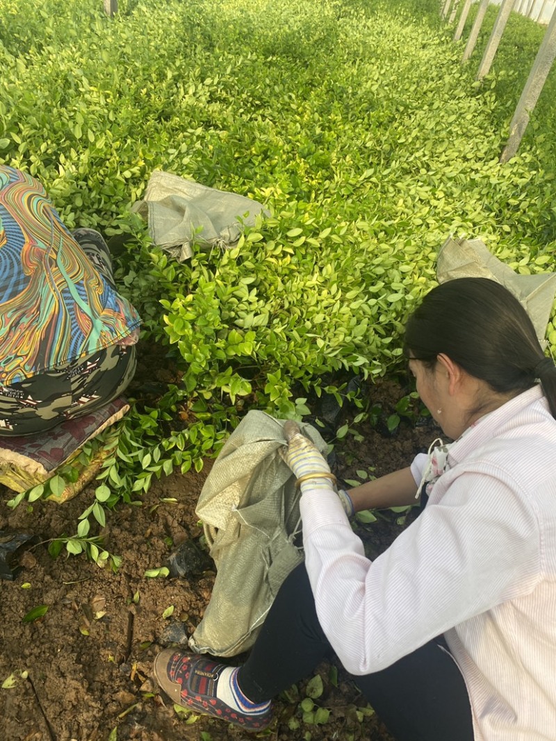 金森女贞杯苗苗木种苗杯苗发货成活率高基地直发一手货源