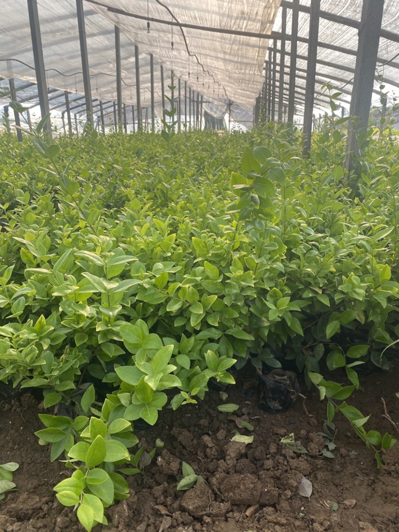 金森女贞杯苗苗木种苗杯苗发货成活率高基地直发一手货源