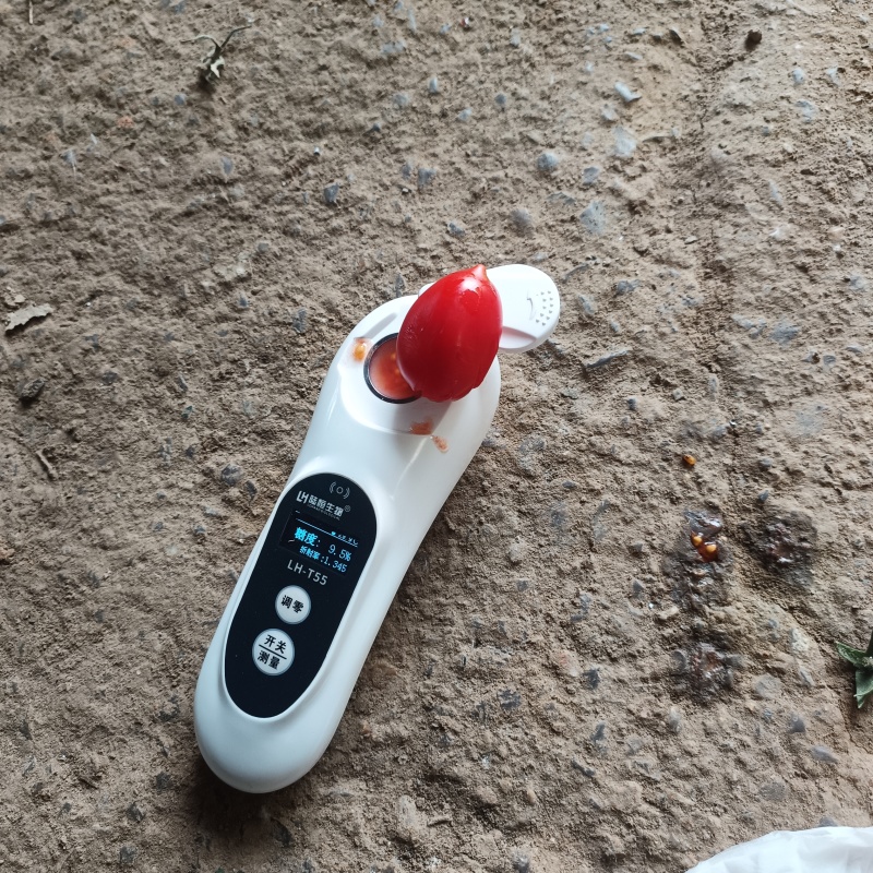 千禧贝贝圣女果