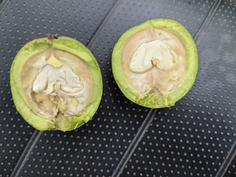 河北省石家庄赞皇县青皮核桃以大量上市有需要的老板找我联系