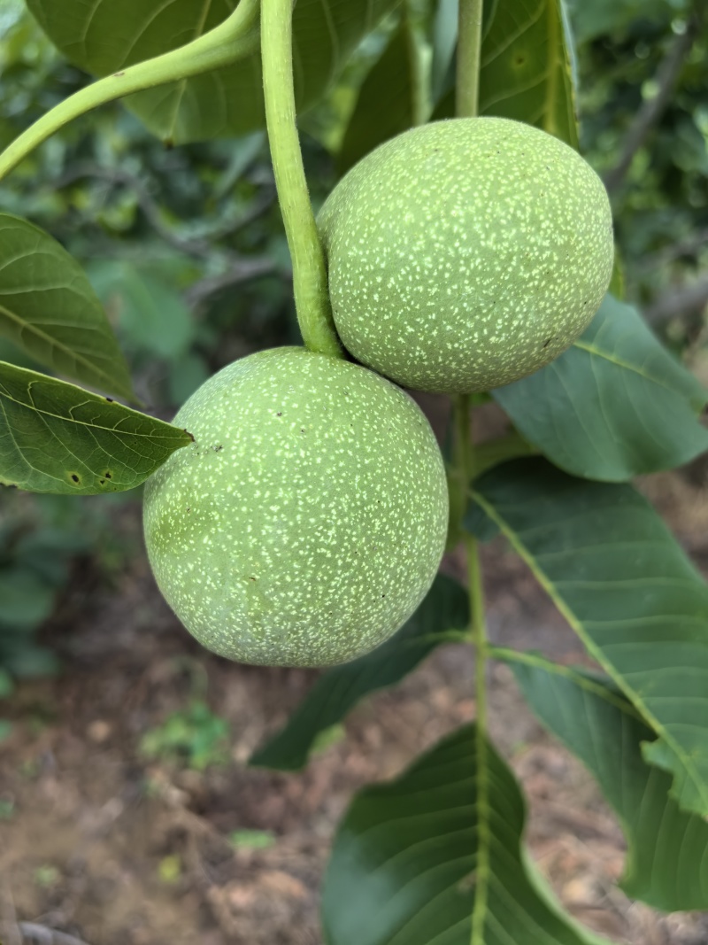 河北省石家庄赞皇县青皮核桃以大量上市有需要的老板找我联系