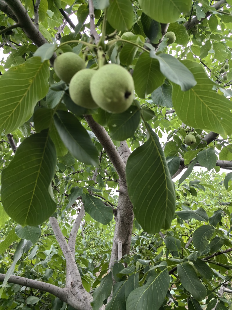 河北省石家庄赞皇县青皮核桃以大量上市有需要的老板找我联系