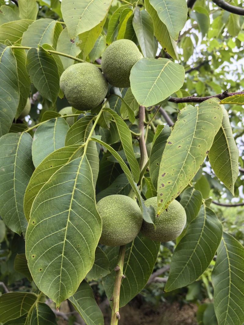 河北省石家庄赞皇县青皮核桃以大量上市有需要的老板找我联系