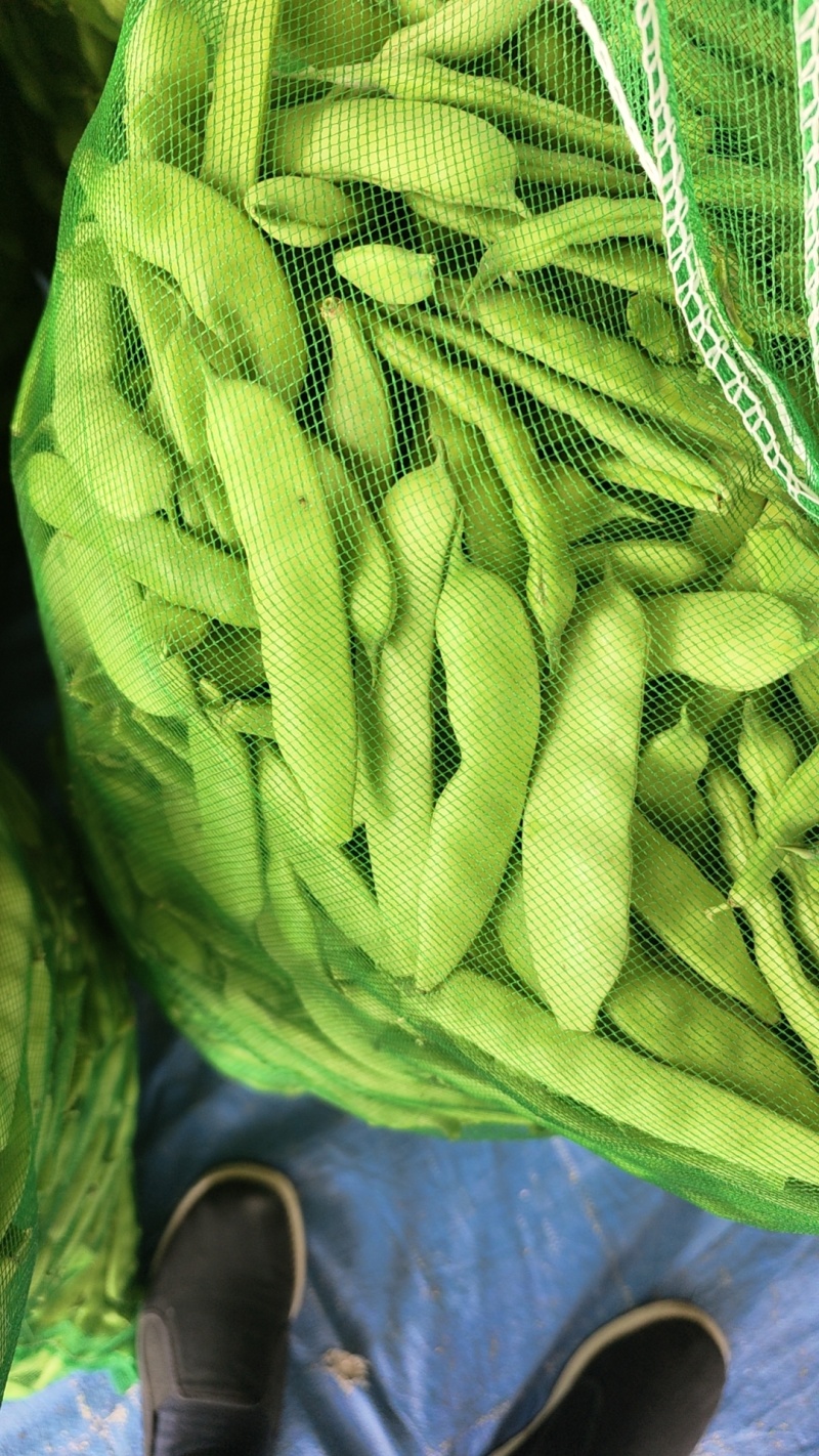豆角【精品】油豆角大量上市，货源充足，可代发全国各地