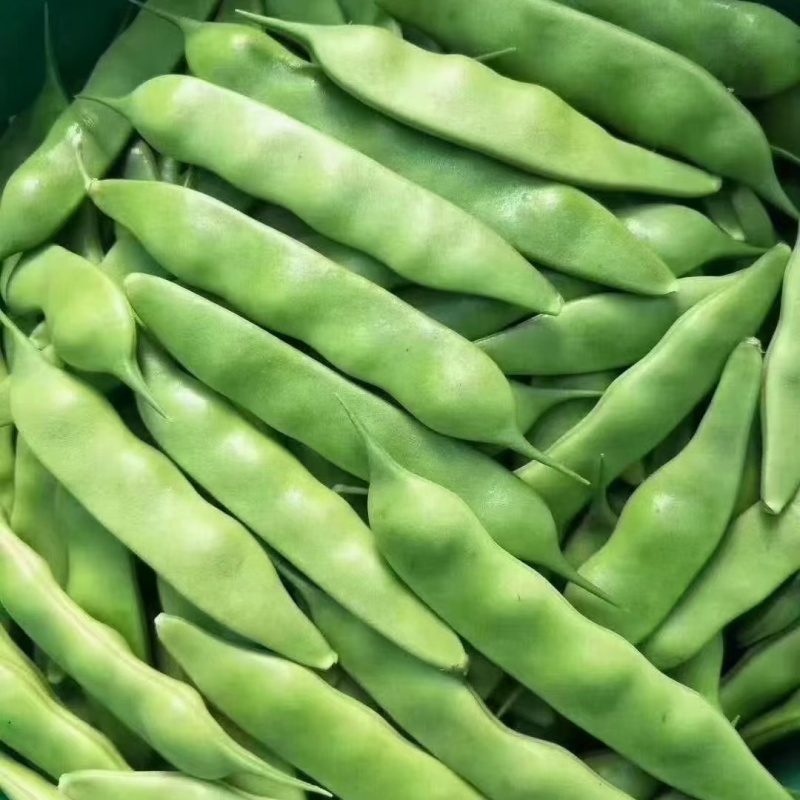 豆角【精品】油豆角大量上市，货源充足，可代发全国各地