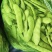 豆角油豆角吉林大油豆角精品货源产地直供欢迎咨询