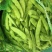 豆角油豆角吉林大油豆角精品货源产地直供欢迎咨询