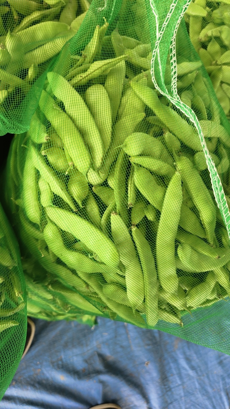 豆角油豆角吉林大油豆角精品货源产地直供欢迎咨询