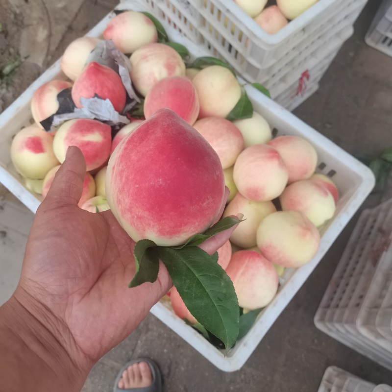 北京八水蜜桃大量有货需要联系一亩田