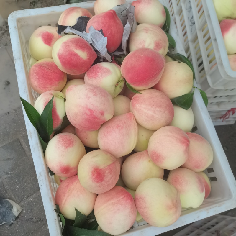 北京八水蜜桃大量有货需要联系一亩田
