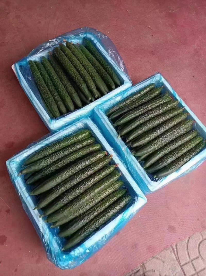 【精品密刺黄瓜】货源充足价格优惠，全国可发货
