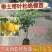 杨桃苗马来西亚大果杨桃四季新加坡嫁接当年结果南方种植地栽盆栽